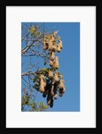 Oropendola nests hanging from tree by Anonymous