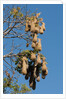 Oropendola nests hanging from tree by Anonymous