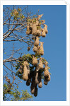 Oropendola nests hanging from tree by Anonymous