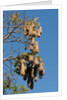 Oropendola nests hanging from tree by Anonymous