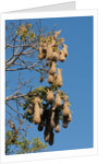 Oropendola nests hanging from tree by Anonymous
