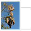 Oropendola nests hanging from tree by Anonymous