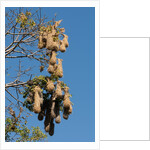 Oropendola nests hanging from tree by Anonymous