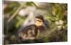 Duckling in undergrowth by Anonymous