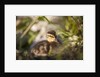 Duckling in undergrowth by Anonymous