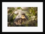 Duckling in undergrowth by Anonymous