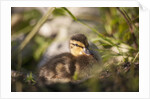 Duckling in undergrowth by Anonymous