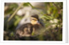 Duckling in undergrowth by Anonymous