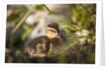 Duckling in undergrowth by Anonymous
