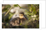 Duckling in undergrowth by Anonymous