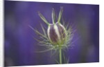Nigella seedhead by Anonymous