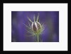 Nigella seedhead by Anonymous