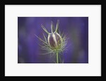 Nigella seedhead by Anonymous