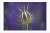 Nigella seedhead by Anonymous