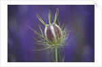 Nigella seedhead by Anonymous