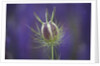 Nigella seedhead by Anonymous