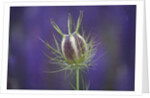 Nigella seedhead by Anonymous