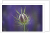 Nigella seedhead by Anonymous