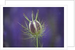 Nigella seedhead by Anonymous