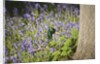 Duck in bluebells by Anonymous