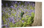 Duck in bluebells by Anonymous