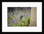 Duck in bluebells by Anonymous