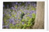 Duck in bluebells by Anonymous