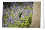 Duck in bluebells by Anonymous