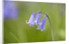 Bluebell by Anonymous