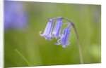 Bluebell by Anonymous
