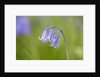 Bluebell by Anonymous