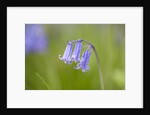 Bluebell by Anonymous