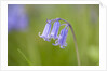 Bluebell by Anonymous