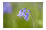 Bluebell by Anonymous
