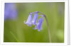Bluebell by Anonymous