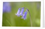 Bluebell by Anonymous