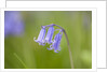 Bluebell by Anonymous