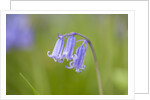 Bluebell by Anonymous