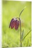Snake's head fritillary by Anonymous