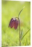 Snake's head fritillary by Anonymous