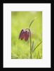 Snake's head fritillary by Anonymous
