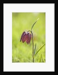 Snake's head fritillary by Anonymous