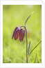Snake's head fritillary by Anonymous