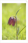 Snake's head fritillary by Anonymous