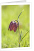 Snake's head fritillary by Anonymous