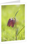 Snake's head fritillary by Anonymous