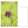 Snake's head fritillary by Anonymous
