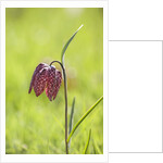 Snake's head fritillary by Anonymous