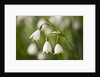 Three ,white, drooping flowers by Anonymous