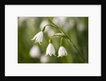 Three ,white, drooping flowers by Anonymous
